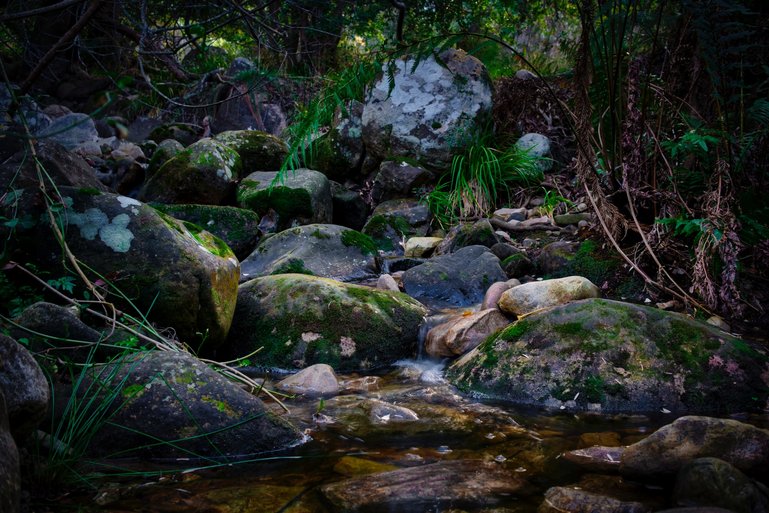 Kirstenbosch National Botanical Garden, Cape Town, South Africa