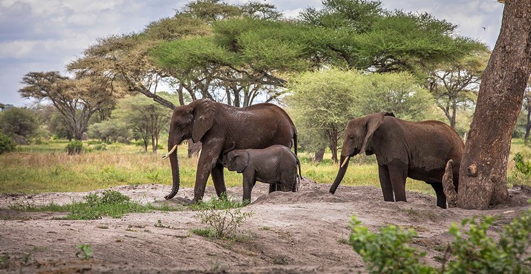 tarangire national park