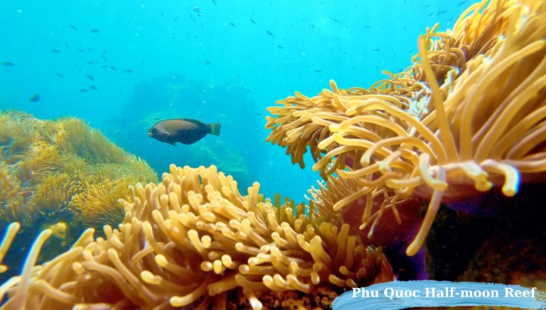 Anemone colony at Half-moon Reef, Phu Quoc Island