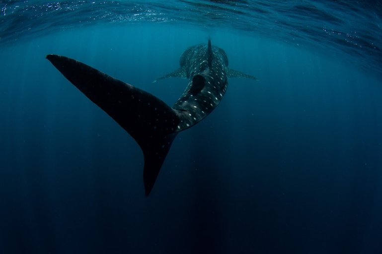 Whale shark