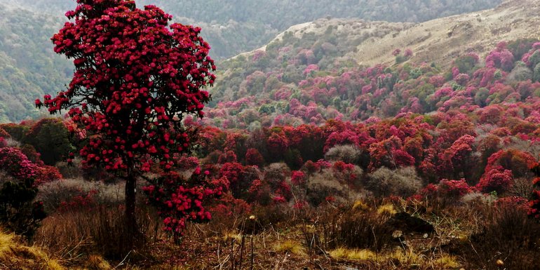 forest of Nepal