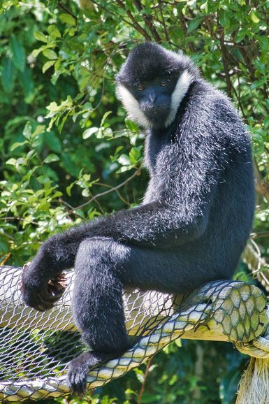 The Gibbon, in a relaxing moment.