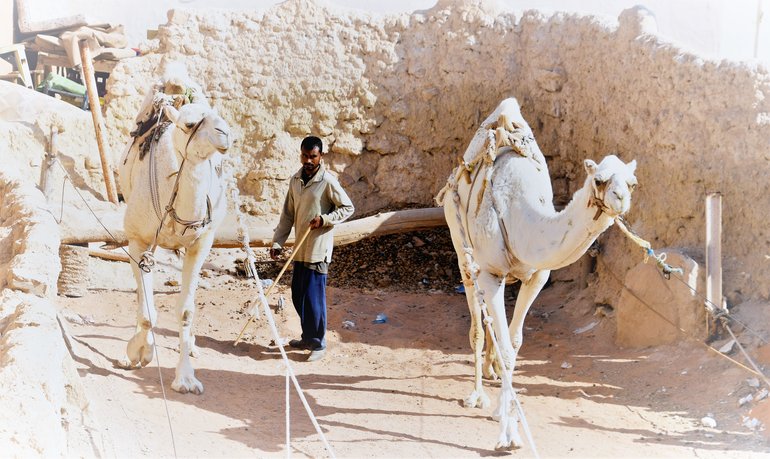 Camels operating the irrigation system