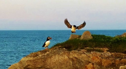 Newfoundland: The Elliston Puffins