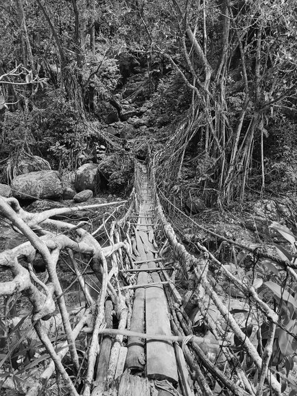 The SIngle Decker Living Root Bridge...