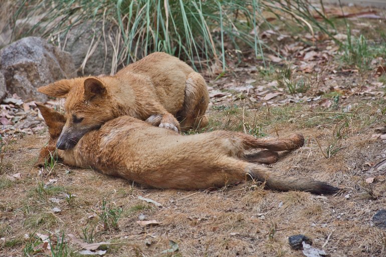 The Dingo Pups playing and learning how to hunt