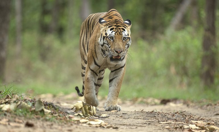 Royal Bengal Tiger, Kanha National park