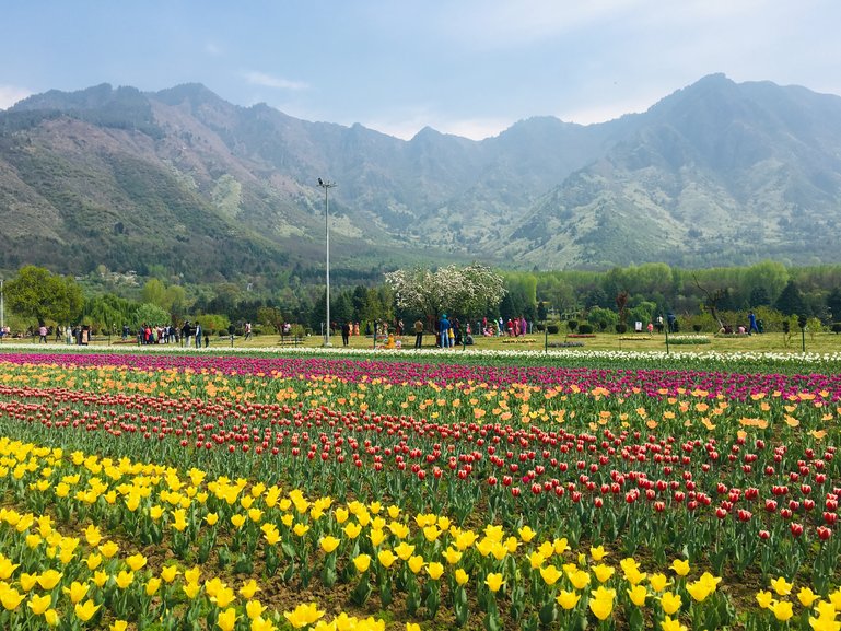 Indira Gandhi Memorial Tulip garden