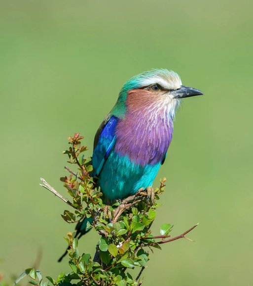 Lilac Breaster Roller 