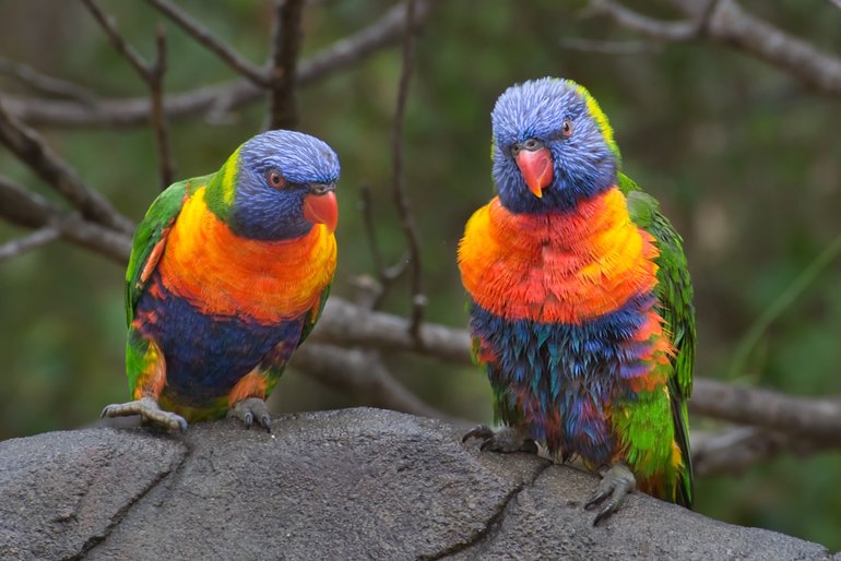A couple of Rainbow Lorikeets cooling off on a hot day