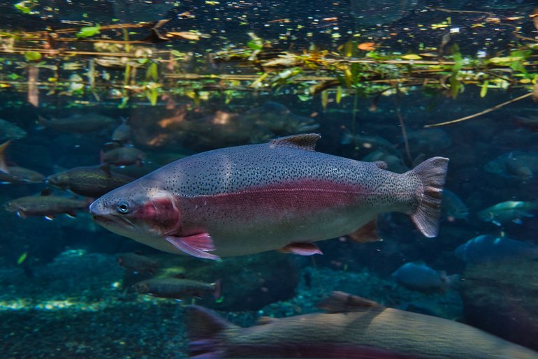 Viewing windows get you up close to the trout.