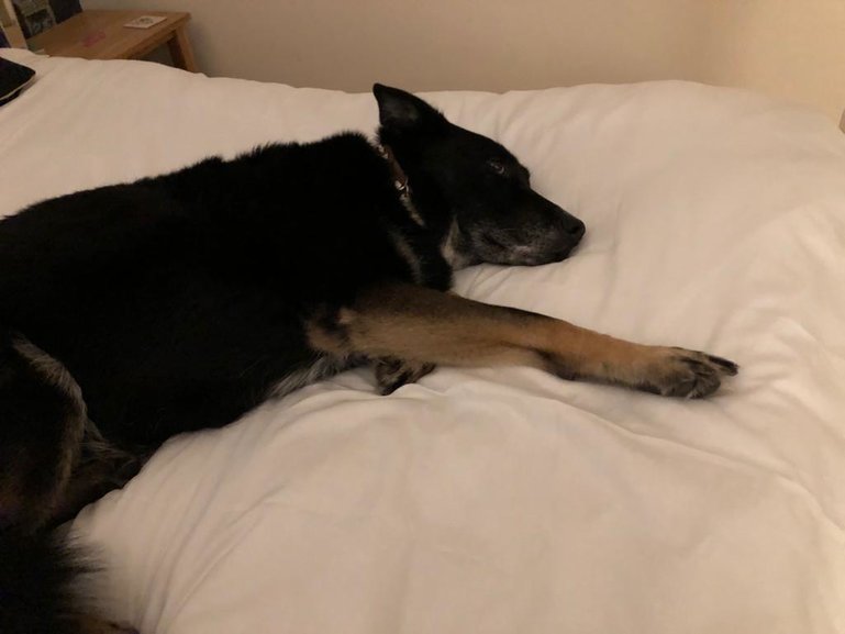 Dude on the clean white duvet