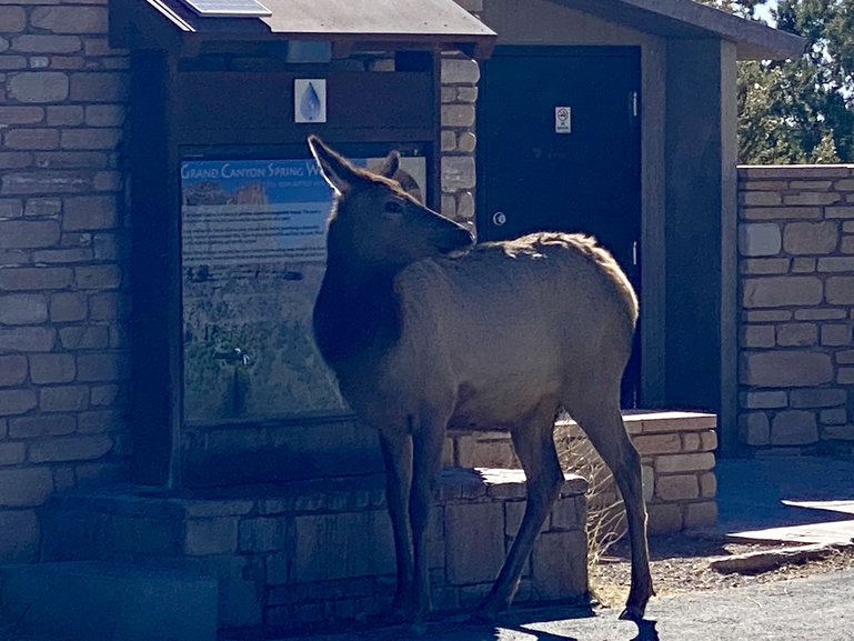 Elk Drinking at Water Fill Station in Grand Canyon National Park