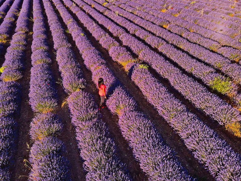 Stunning aerial view of lavender field in Provence