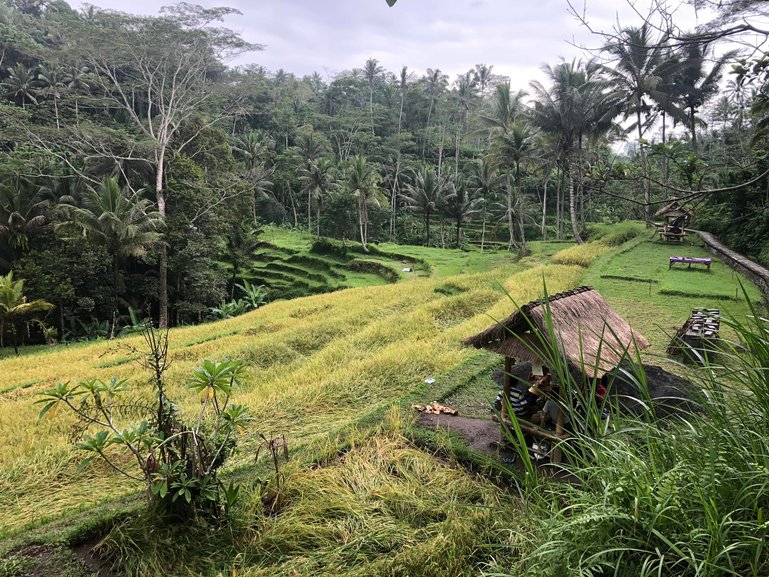 Rice fields in Bali (Shared Bucket List)