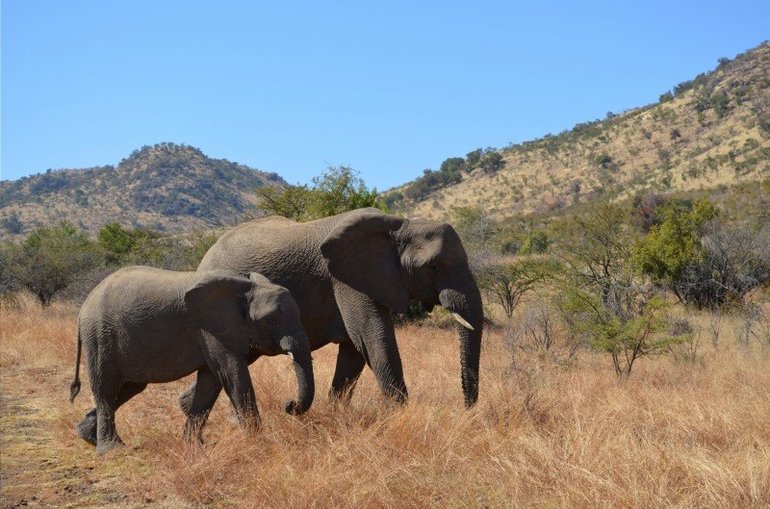 Mama and Baby Elephants