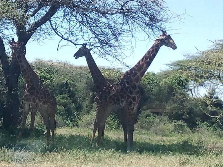 The Giraffe feeding on the Acacia tre in Seronera Serengeti