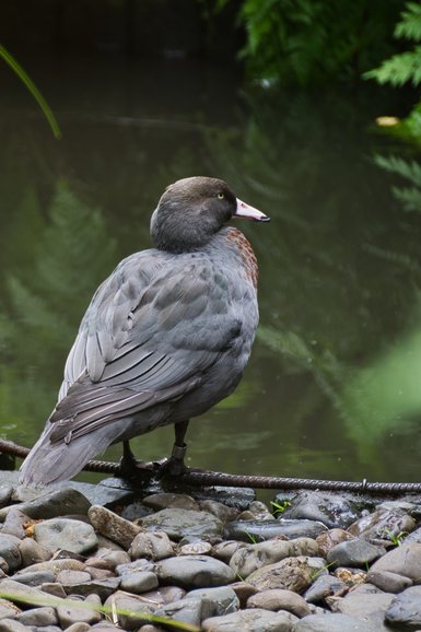 The endangered Whio (blue duck)