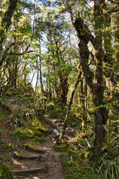 Going back up from the Nature Track Loop