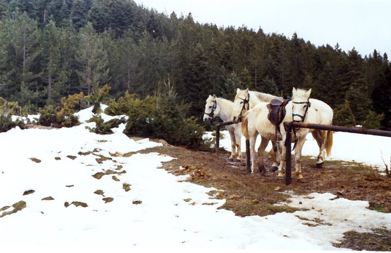 Pertouliotika with snow