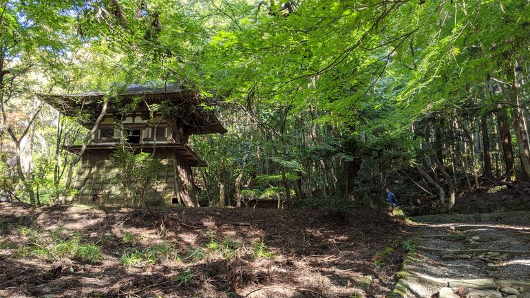 Lost temple in the forest