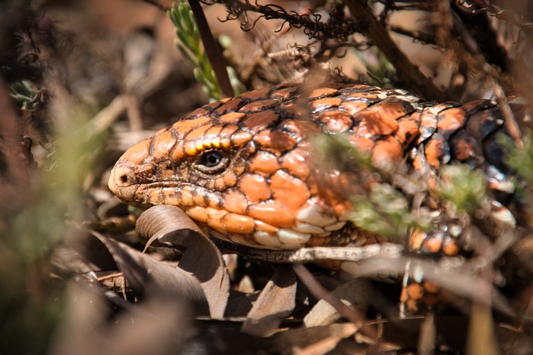 Another local of the Western Australia outback.