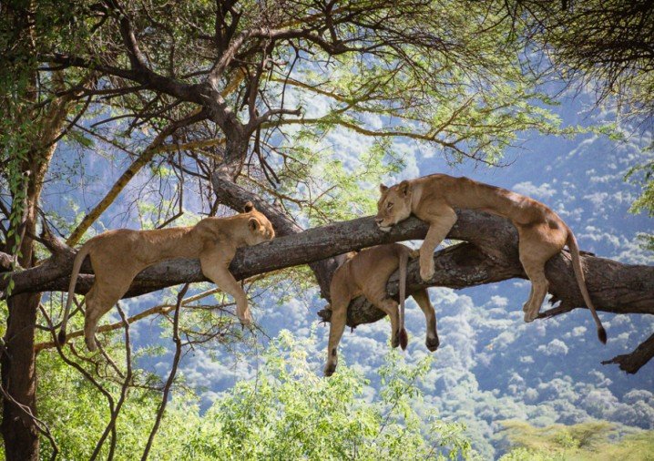 Lake Manyara National Park-Lion