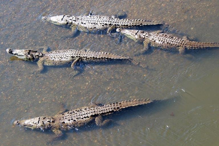 Crocodiles in the Tarcoles River