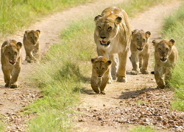 Lion cubs in Mikumi National Park