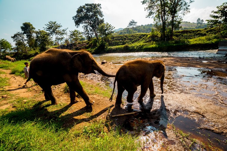 LOVELY ELEPHANTS