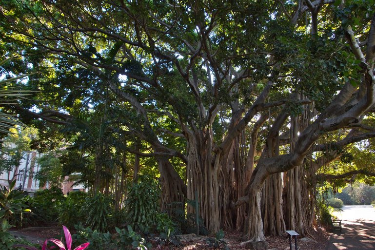 One of the Fig Trees on the Avenue of Fig trees is a refreshing reprieve on a hot day