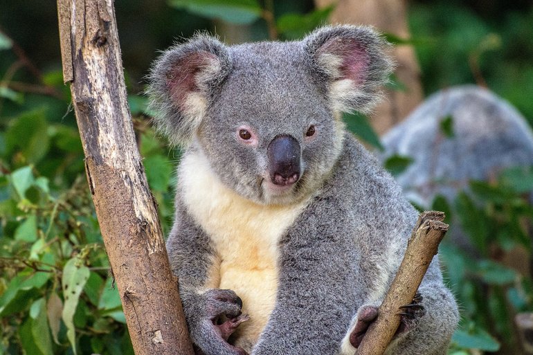 Hopefully, a Koala will be awake long enough to take a photo of it