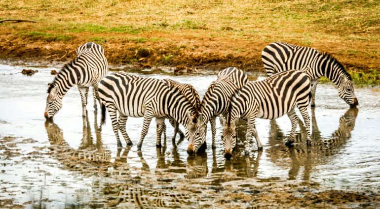 Tarangire National Park