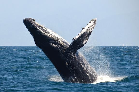Humpbackwhale jumping