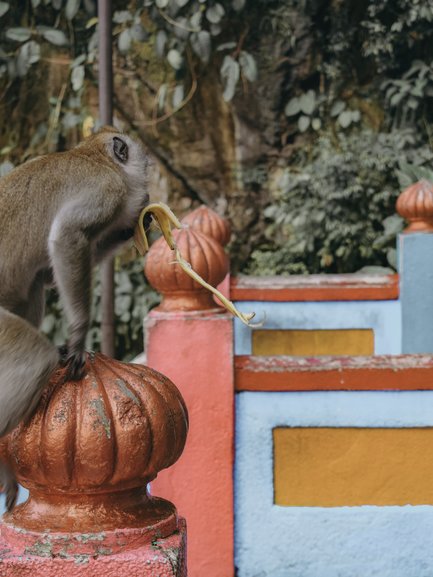 Batu Cave Monkey