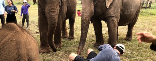 Ethical Thai Elephant Sanctuaries