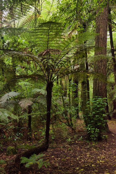 Nature taking its own course. This fern grew horizontally before heading upwards