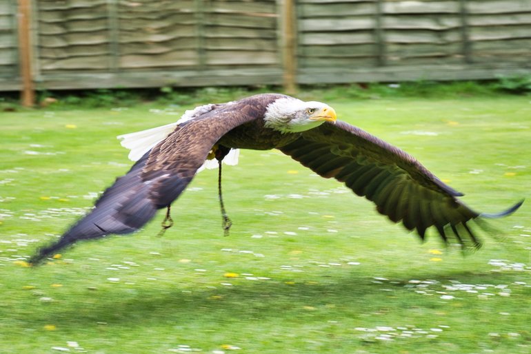 The power and majesty of the Alaskan Bald Eagle flying around you