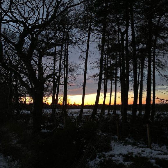 Sunset and some trees