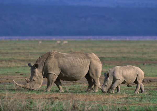 One of the Rare seen big five but usually easy to spot it in the Crater