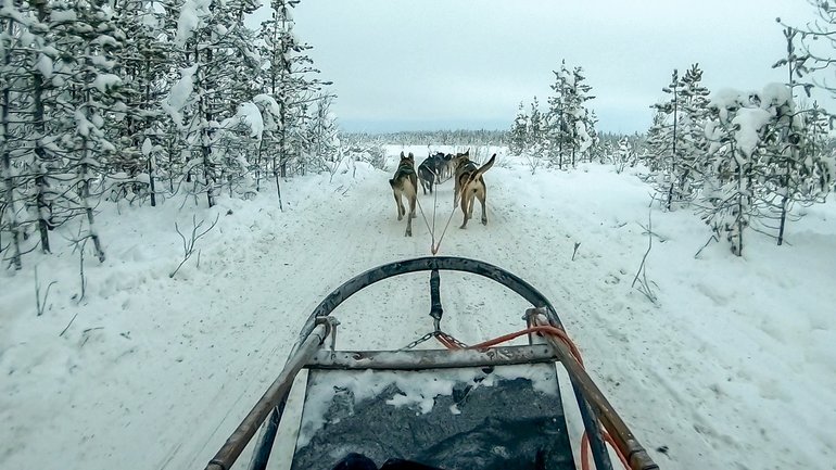 Husky Sledding in Rovaniemi