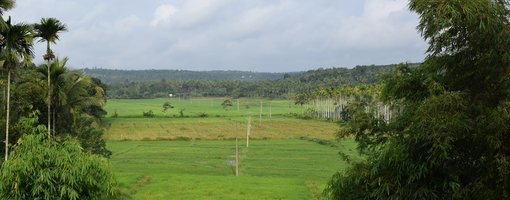 Wayanad - Over The Mist and Way Beyond