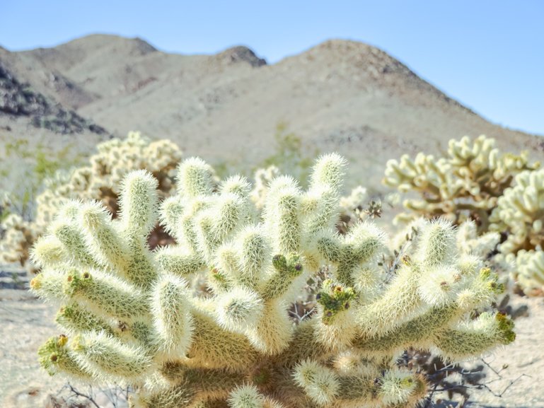 Cholla Cactus Garden