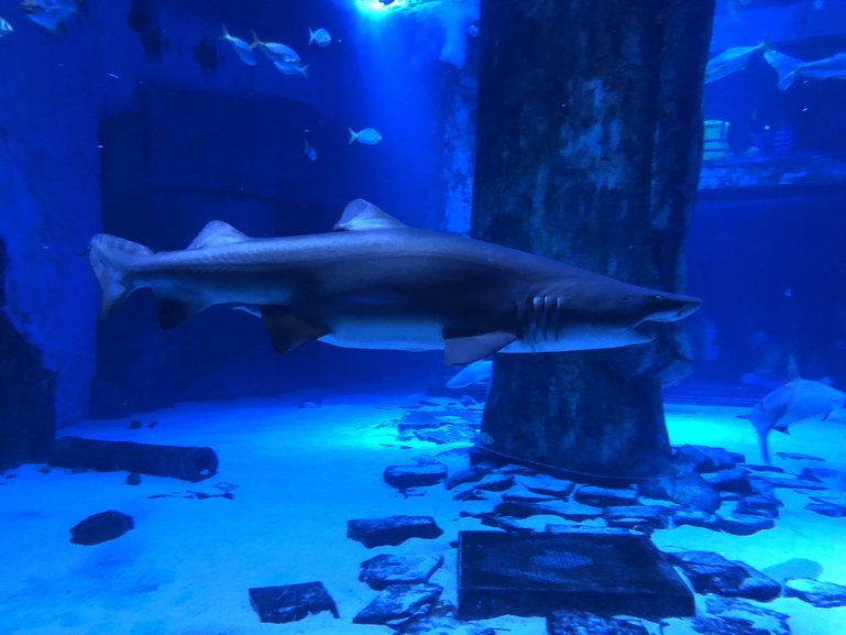 The huge Shark tank with plenty of viewing areas to watch these predators