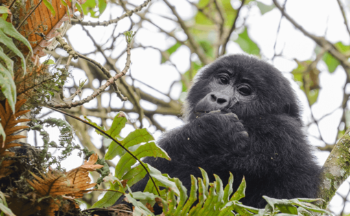 Best Time to Travel to Uganda