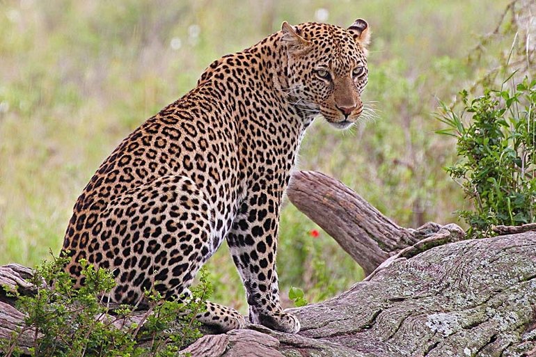 Leopard Spotted while trying to locate the prey