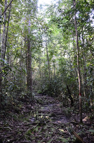 Trail through the rainforest