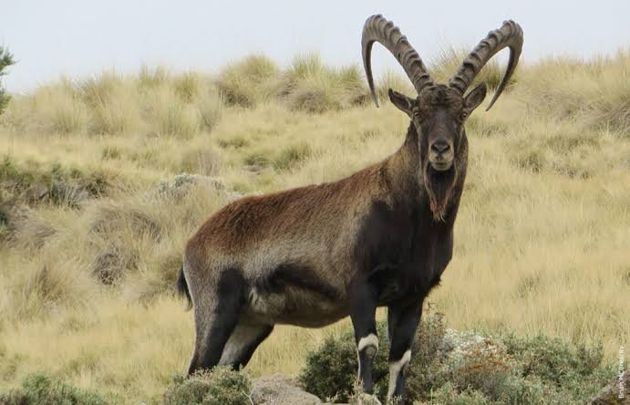 Walia Ibex, Simien Mountains