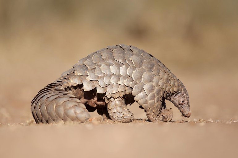 A Pangolin