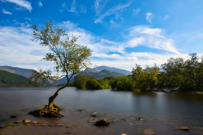 The Llyn Padarn Tree is a popular place for a photo